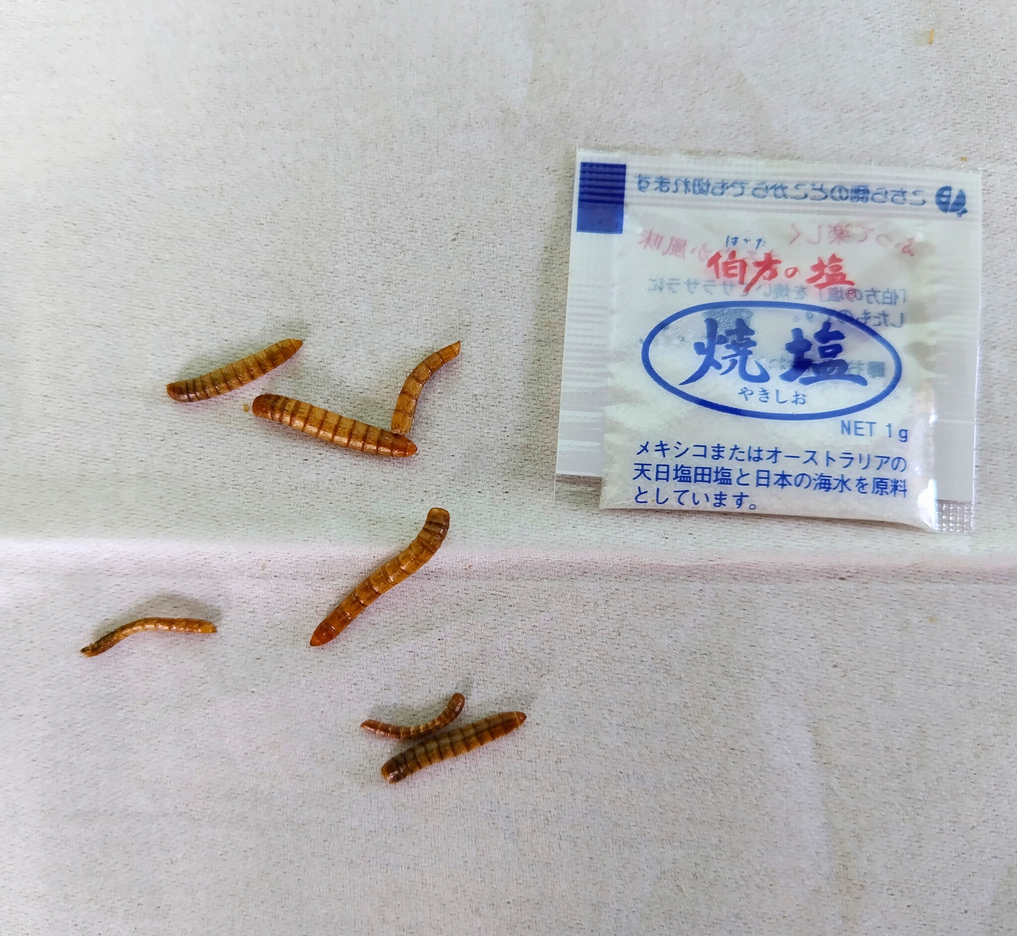 昆虫食の中身