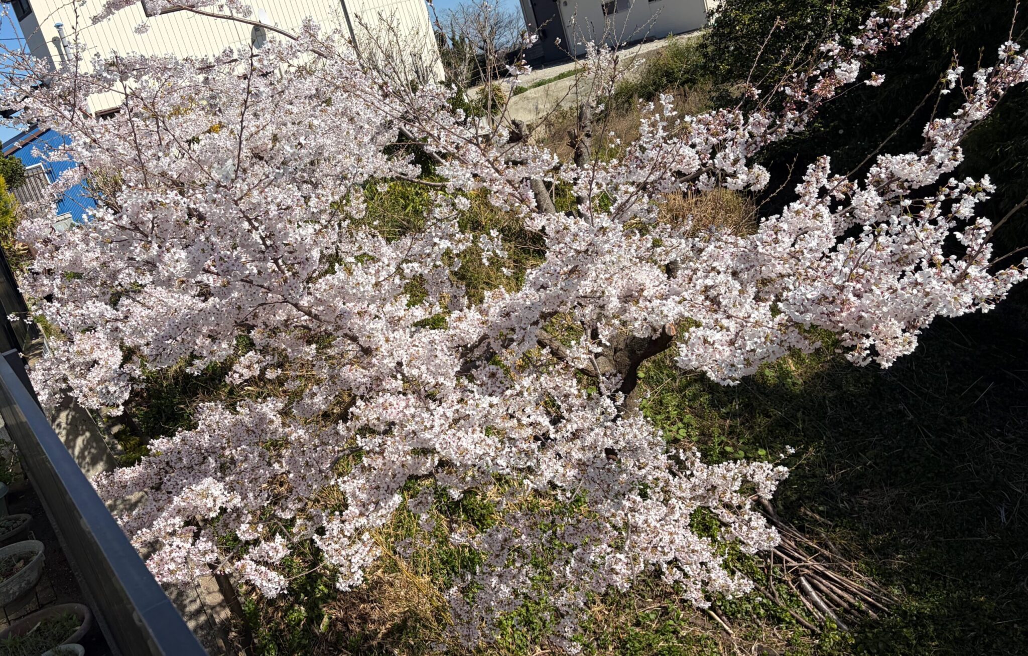 桜の開花2