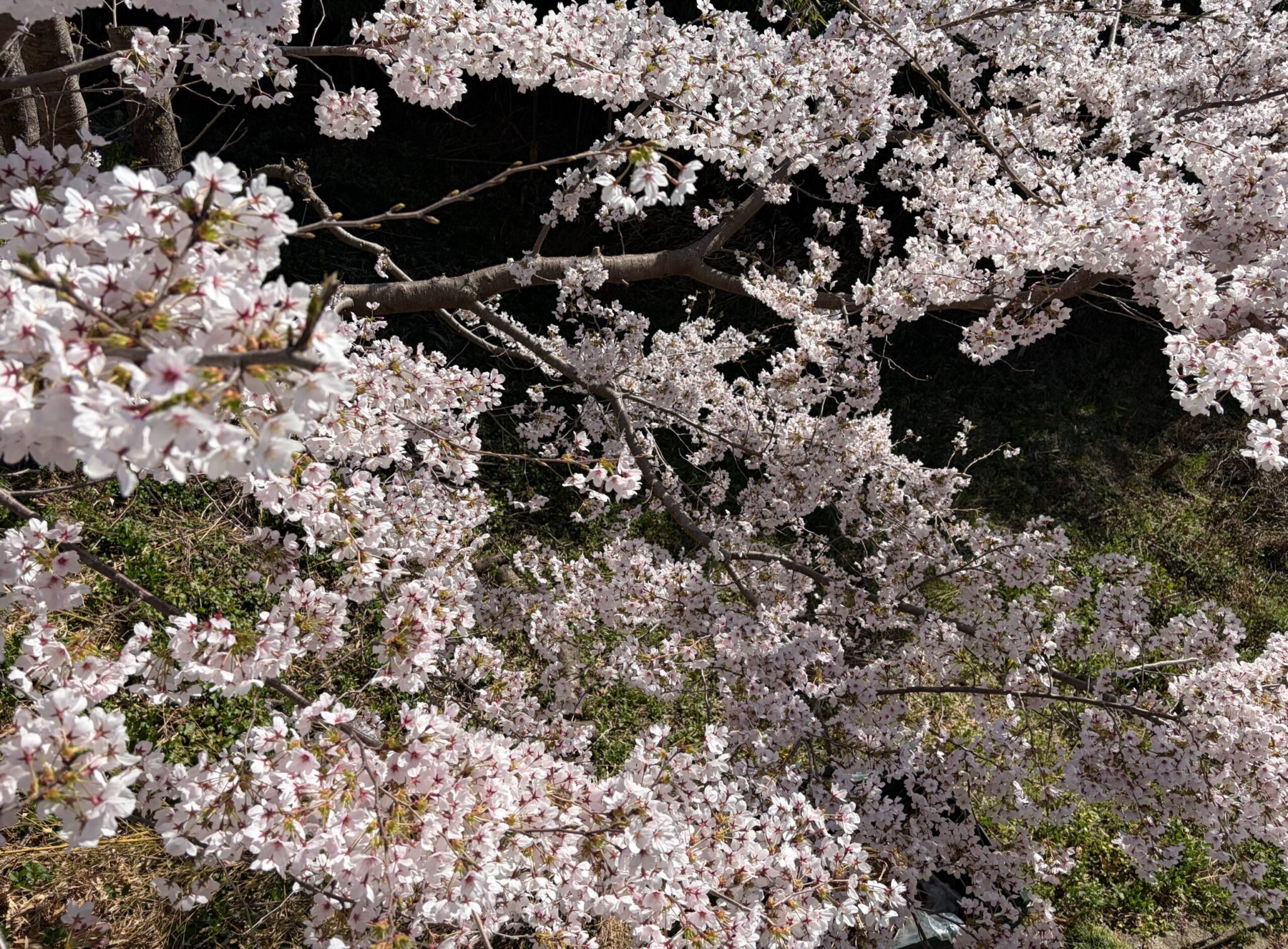 桜の開花4
