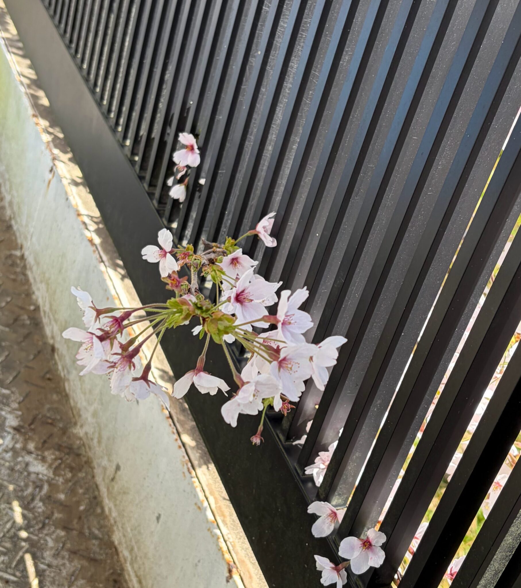 満開の桜