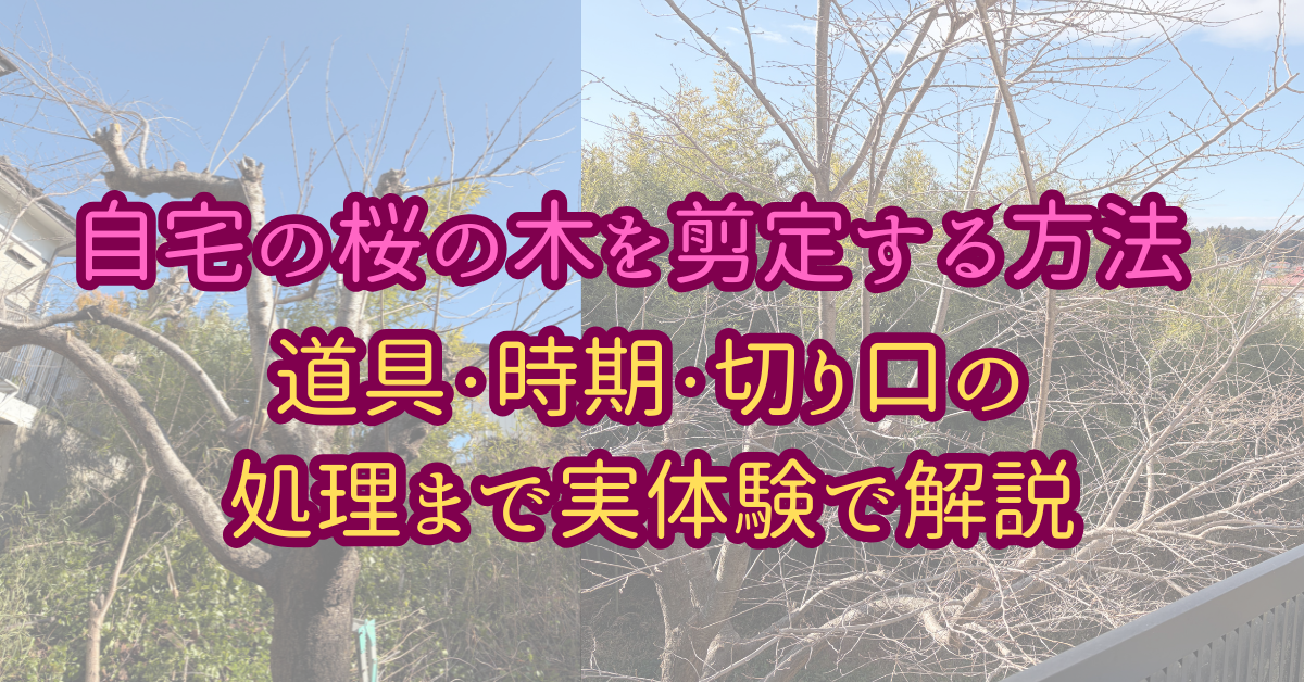 自宅の桜の木を剪定する方法【道具・時期・切り口の処理まで実体験で解説】